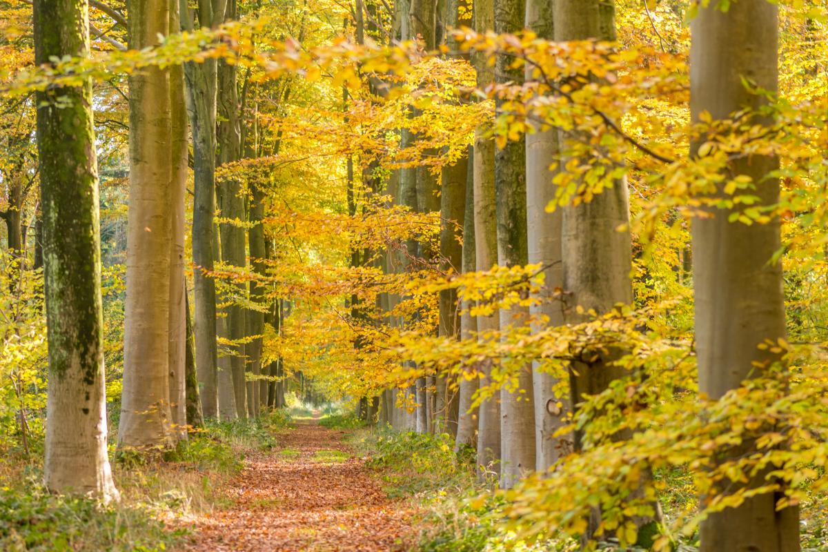 Vijf Paden Tot Natuurverbondenheid Ecopedia